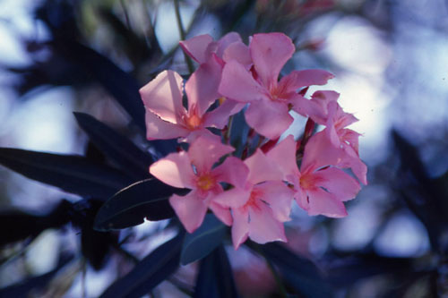 Những loại cây cảnh đẹp có độc, dễ gây tử vong