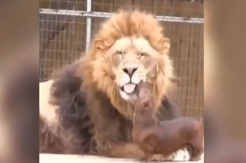 CLIP: Chó cả gan vào chuồng sư tử và cái kết khó tin