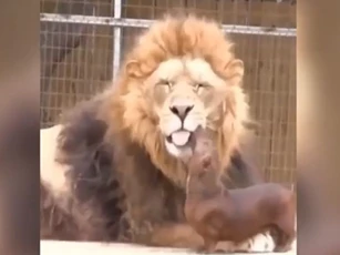 CLIP: Chó cả gan vào chuồng sư tử và cái kết khó tin