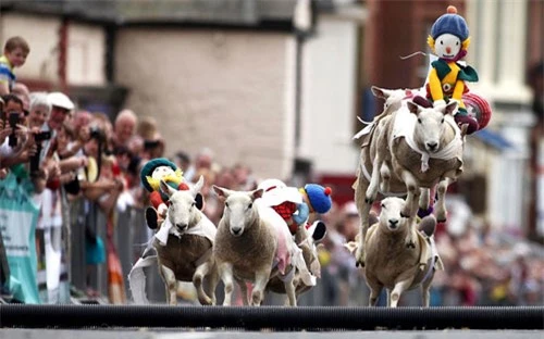Ảnh đẹp: Cuộc thi chạy của những chú cừu - 5