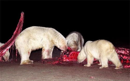 Ảnh đẹp: Gấu Bắc Cực ăn mừng sinh nhật - 12