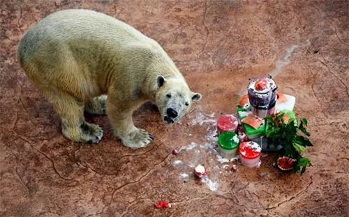 Ảnh đẹp: Gấu Bắc Cực ăn mừng sinh nhật - 2