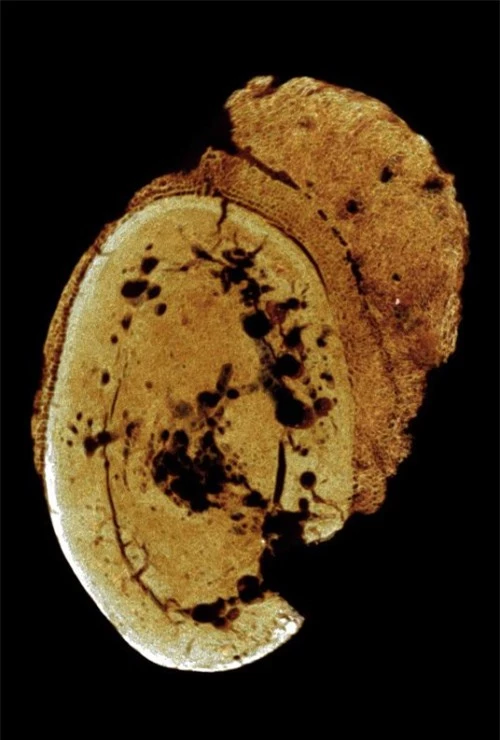 Tế bào ung thư cổ xưa được tìm thấy trong khúc xương 1,7 triệu tuổi - 2