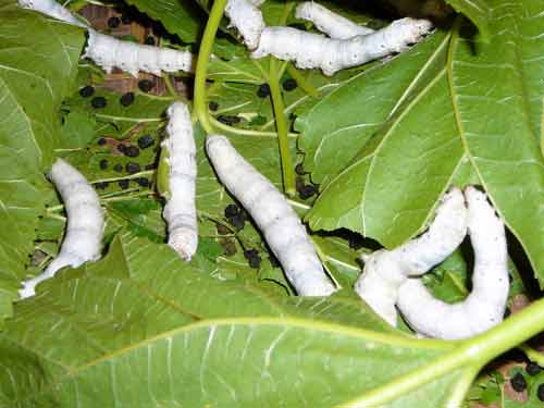 Top 10 ý tưởng khoa học “điên rồ” đã được hiện thực hóa 