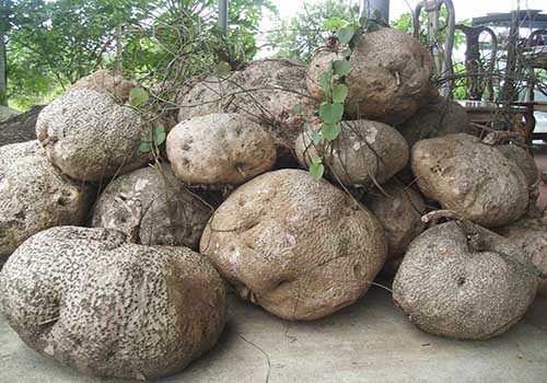 Củ bình vôi có tác dụng gì? Cách sử dụng để không bị ngộ độc