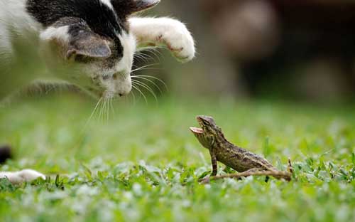 Ảnh đẹp: Cuộc chiến giữa mèo và thằn lằn, gấu đói leo cây hái quả