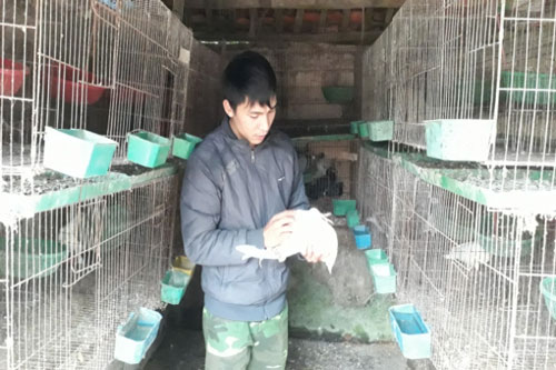 Thái Nguyên: Làm giàu nhờ nuôi bồ câu Pháp