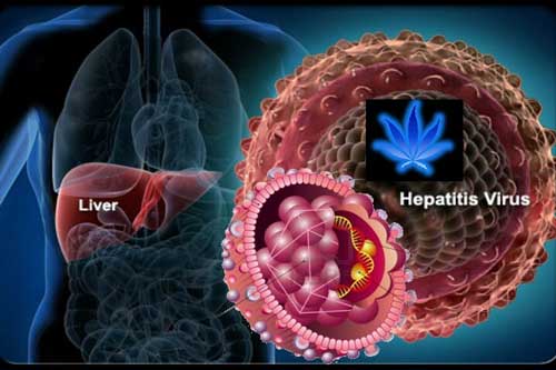 Gan ví như "nhà máy thải độc", đây chính là 4 việc phải làm ngay để bảo vệ gan suốt đời khoẻ mạnh