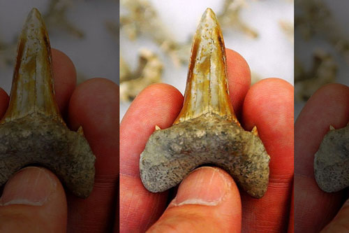 Hài cốt "quái vật" 91 triệu tuổi, ăn hết anh em trong bụng mẹ để ra đời