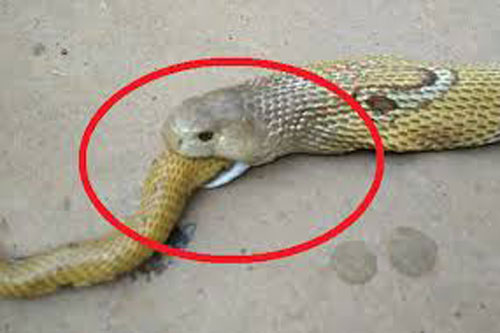 CLIP: Sự thật về 4 loại động vật tự ăn chính mình