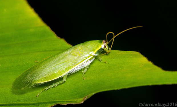 Gián xanh - loài "tiểu cường" sang chảnh nhất thế giới, chỉ ăn hoa quả trừ bữa