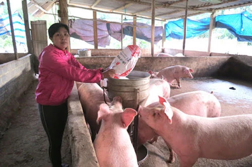 Bộ NN&PTNT dự kiến đến quý IV/2020 đảm bảo cơ bản nhu cầu lợn giống, lợn thương phẩm