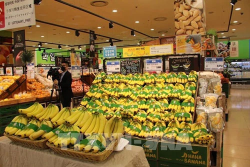 Chuối Việt Nam vào chuỗi siêu thị Lotte Hàn Quốc (Ảnh Internet)