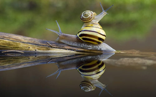 Những hình ảnh đẹp mê hồn về thế giới của loài ốc sên Redsvnnet