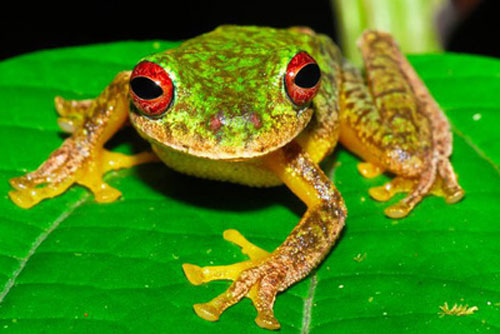 Phát hiện 'thủ phạm' làm tuyệt chủng hàng trăm loài sinh vật lưỡng cư