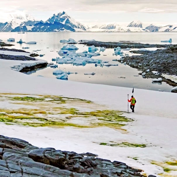 Một khu vực với tuyết chuyển màu xanh do sự phát triển của vi tảo ở Nam Cực. Ảnh: AFP.