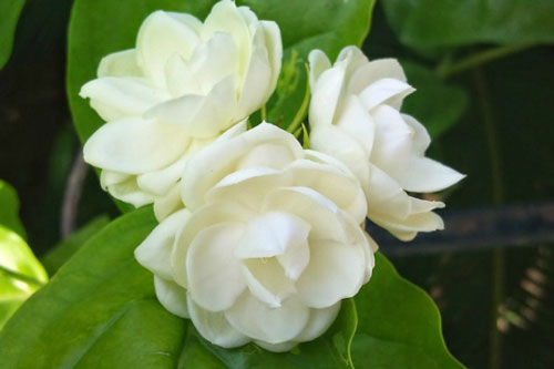 5 loại hoa "phá phong thủy", đẹp đến mấy gia chủ cũng không nên đem vào nhà