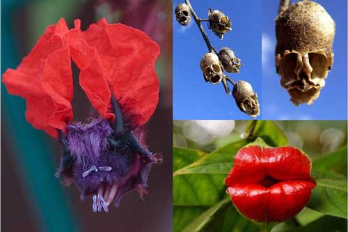 Ngỡ ngàng trước những loài hoa kỳ dị nhất thế giới