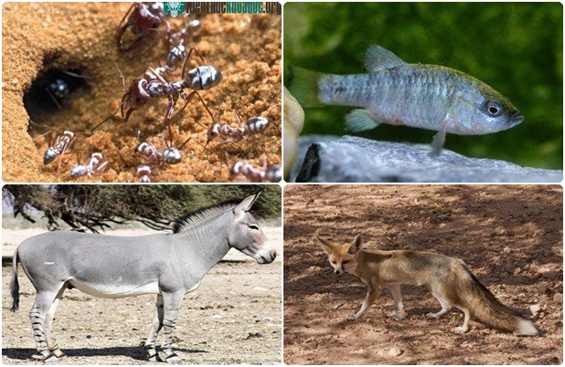 Loài vật nào chịu nóng giỏi nhất quả đất?