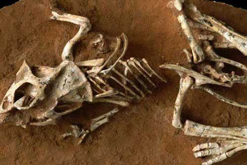 Giả thuyết mới về nạn tuyệt chủng của khủng long