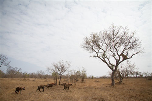 Bị linh cẩu 'đánh hội đồng', sư tử buộc phải leo lên cây để trốn chạy