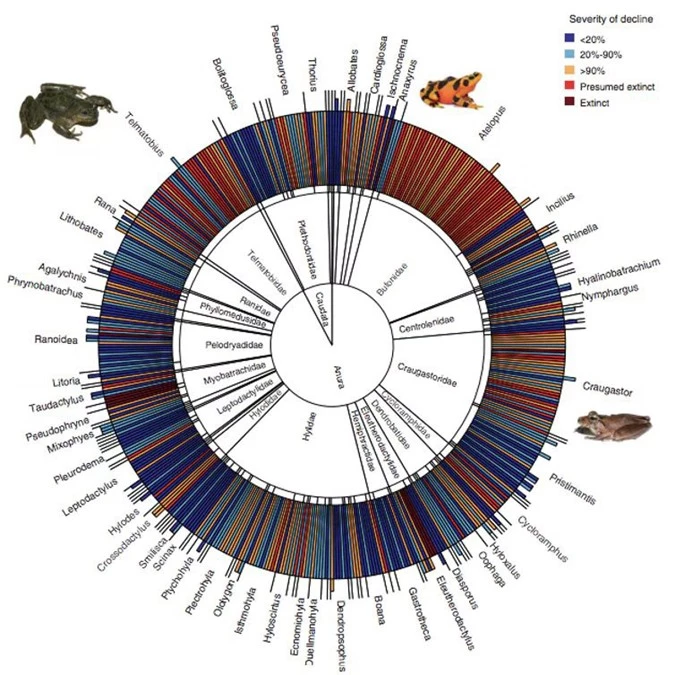 Phát hiện thủ phạm làm tuyệt chủng hàng trăm loài sinh vật lưỡng cư - Ảnh 2.