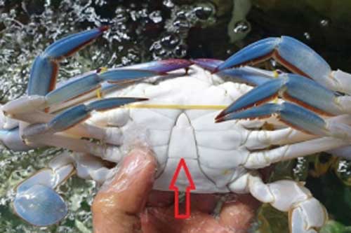 Mẹo chọn ghẹ tươi ngon, nhiều thịt, mua 10 con ngon cả 10