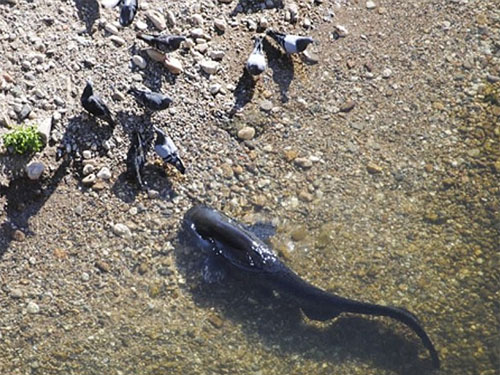 Kỳ lạ với cảnh tượng cá "bắt" chim bồ câu