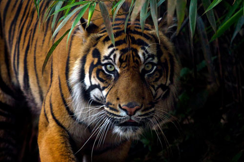 Câu chuyện thú vị từ chúa sơn lâm: Với hổ đực, 'vợ con' là trên hết!