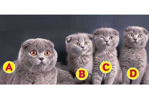 Trắc nghiệm: Tính cách của bạn thuộc kiểu nào?