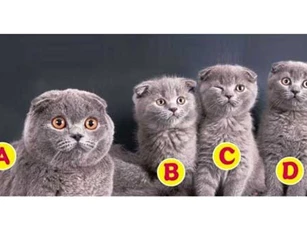 Trắc nghiệm: Tính cách của bạn thuộc kiểu nào?