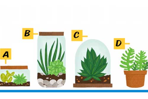Trắc nghiệm: Chậu cây thiếu nước nhất cho biết con người thật của bạn