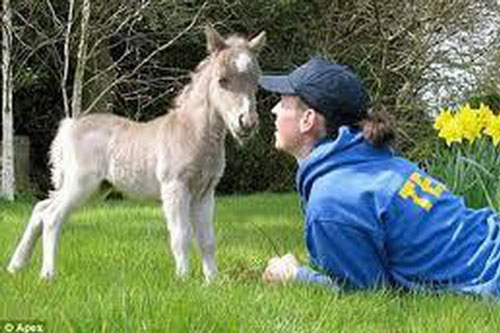 1001 thắc mắc: Loài ngựa nhỏ nhất thế giới sống ở đâu?