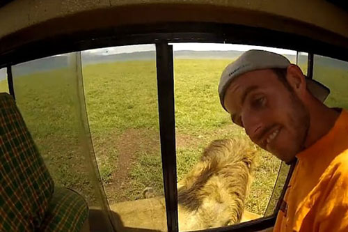 Vuốt ve trêu đùa sư tử châu Phi, hai du khách suýt phải nhận cái kết “đắng lòng“