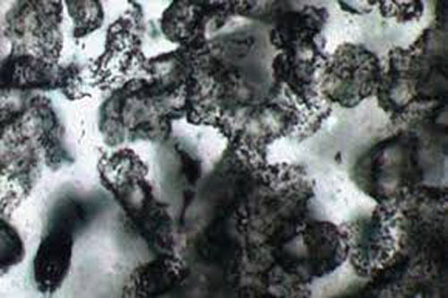 Phát hiện hóa thạch vi khuẩn lâu đời hơn ôxy