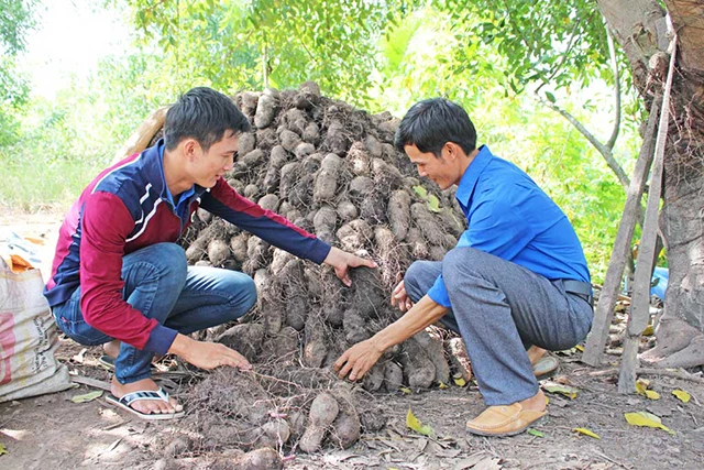 HTX Bến Kè đang giải quyết tốt bài toán thị trường cho thành viên, nông dân liên kết (Ảnh TL)