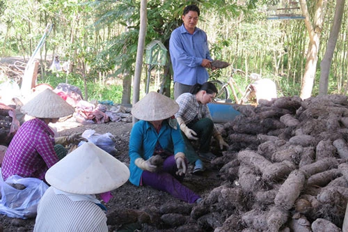 Khoai mỡ đang cho hiệu quả cao, mở hướng làm giàu cho người dân Thạnh Hóa (Ảnh Tư liệu)