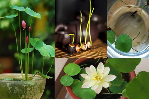 CLIP: Hướng dẫn trồng sen Nhật trong chậu mini đơn giản tại nhà