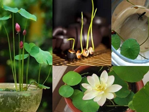 CLIP: Hướng dẫn trồng sen Nhật trong chậu mini đơn giản tại nhà