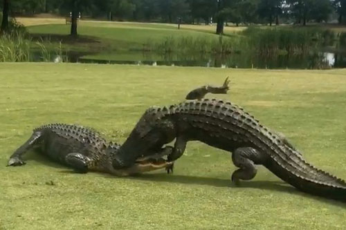 Cặp cá sấu khổng lồ "ẩu đả" suốt gần 2 tiếng mới phân thắng, bại