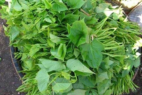 Rau khoai lang chính là "thần dược" chữa "bách bệnh" cực tốt cho sức khỏe