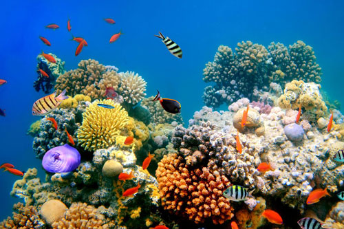 Ngạc nhiên với cách san hô tự bảo vệ mình trước sự gia tăng nhiệt độ nước biển