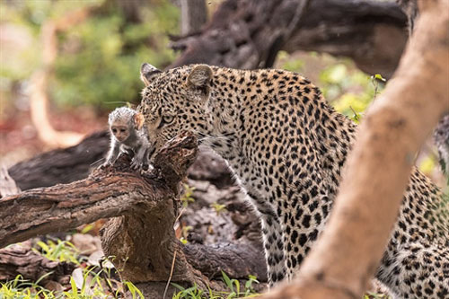 Báo đốm ranh mãnh tóm khỉ con để 'bẫy' khỉ mẹ: 'Cái kết buồn'