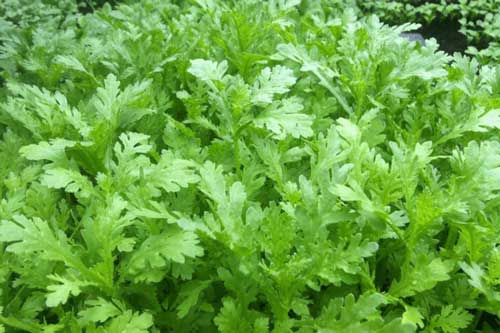 Không ngờ loại rau rẻ bèo bán đầy ngoài chợ lại được mệnh danh là "Hoàng đế", giúp thanh nhiệt đẹp da 