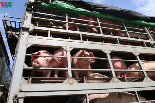 Giá lợn hơi đảo chiều giảm, các bà nội trợ chớ vội mừng!