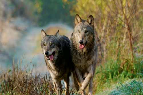 Chernobyl 30 năm sau vụ nổ khủng khiếp: Bãi rác phóng xạ như khu dự trữ sinh quyển