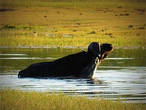 Trau gia tu chien ca sau khong lo: Ket bat ngo