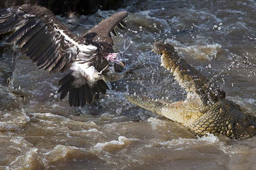 Tưởng 'khúc gỗ' bên bờ sông, kền kền đậu xuống rồi hối hận không kịp: 'Thiên đường biến thành mồ chôn trong tích tắc'