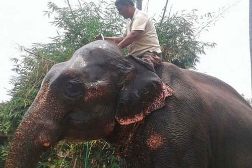 Viết di chúc để lại nửa gia tài trị giá 15 tỷ cho... voi