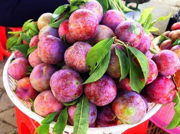 Chọn mận không hóa chất, các bà nội trợ thông thái cần biết